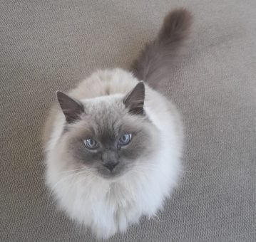 house sitting for cats in new zealand