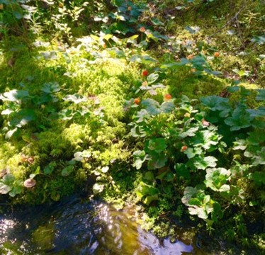 百万匹の蚊と戦いながらのベリー摘み、北欧の森へ