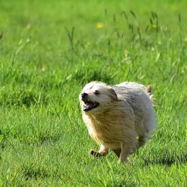 White dog running fast in green field