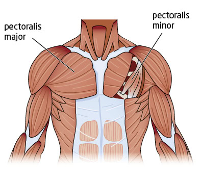 Chest Anatomy Chest Anatomy