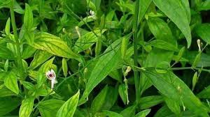 daun sambiloto