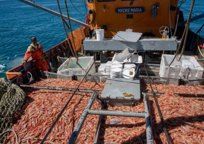 Chubut: irán a la justicia para limitar las licencias de pesca del langostino