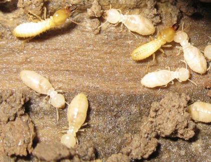 Captotermes curvignatus