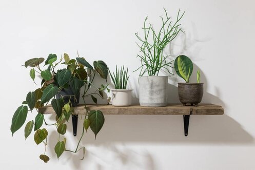 houseplants sacred space