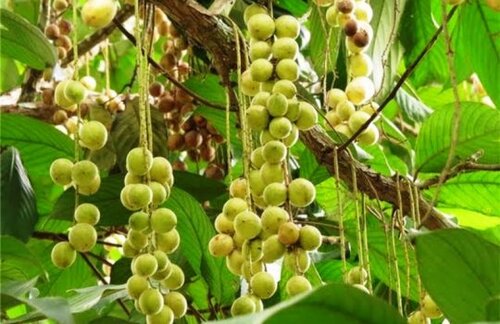 buah langsat