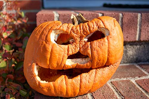 shriveled pumpkin