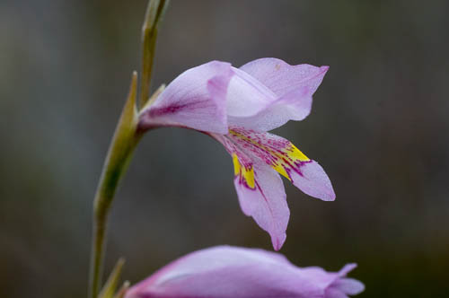 TÌNH YÊU CÂY CỎ ĐV 5 - Page 64 Gladiolus-martleyi-flower