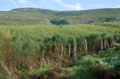 Large stand of alien Port Jackson (Acacia saligna) and cleared area in front