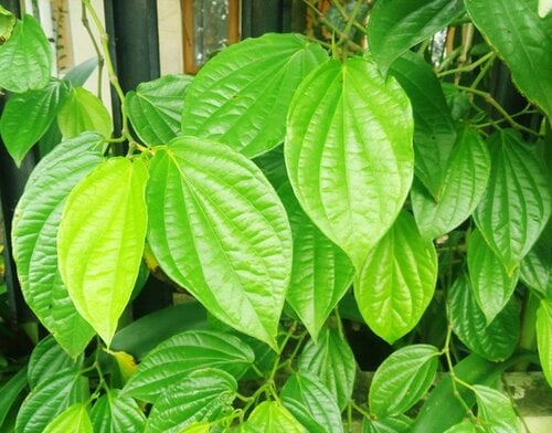 daun sirih