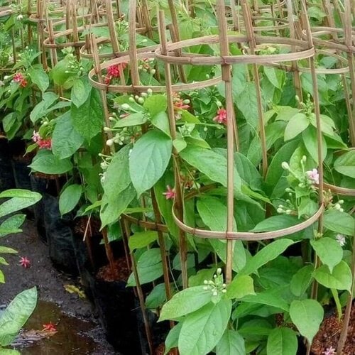 bibit melati belanda
