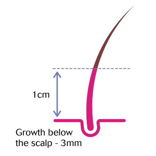 FINAL - 1 cm hair growth
