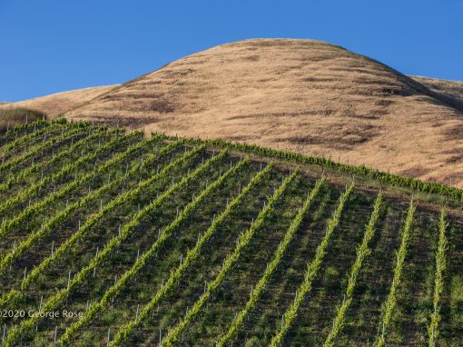 vineyard and hill
