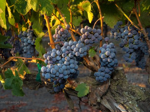 grapes