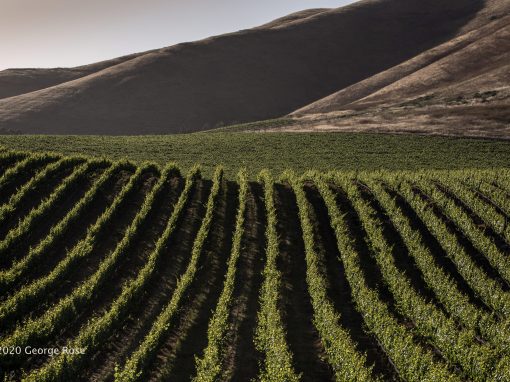 Vineyard Image