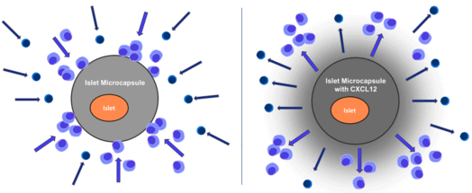 The Yin and Yang of lymphocytes (“killer” cells): they will attack and destroy transplanted tissue they see as foreign. Concentrated levels of CXCL12 surrounding the islets repel the cells, preserving islets while they mature.
