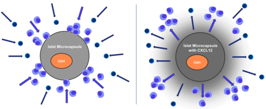 The Yin and Yang of lymphocytes (“killer” cells): they will attack and destroy transplanted tissue they see as foreign. Concentrated levels of CXCL12 surrounding the islets repel the cells, preserving islets while they mature. 