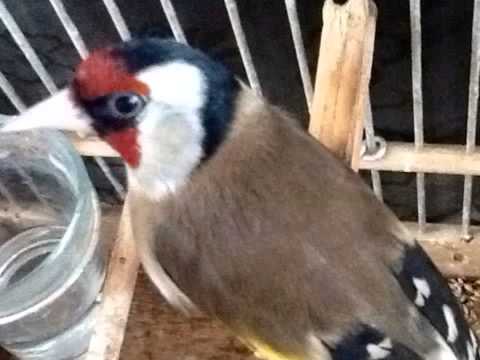 قصة حرف الحاء