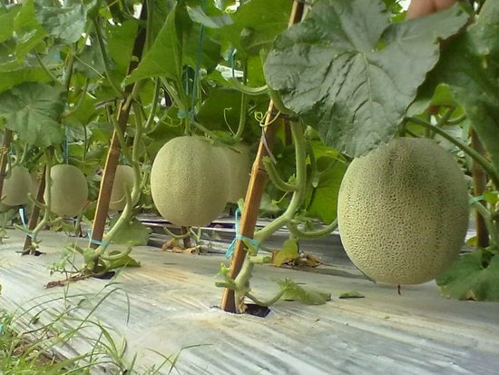 lahan buah melon