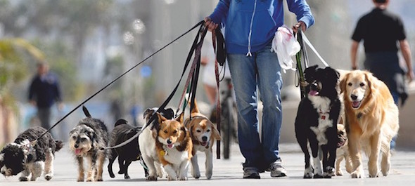 Curiosidades da Argentina - Passeador de cachorros