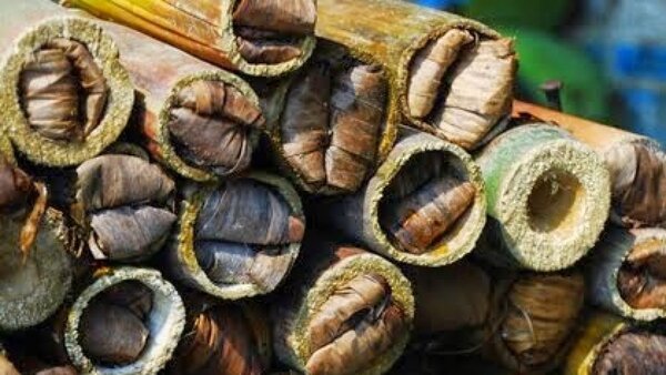 ulat-bambu