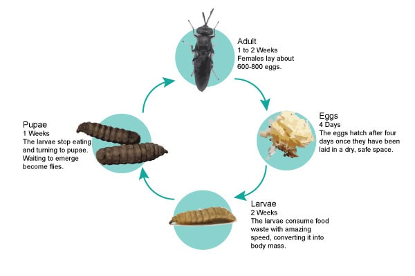 black soldier fly cycle