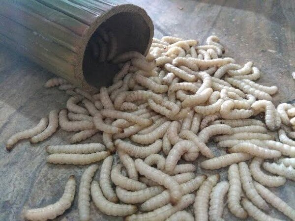 ulat bambu