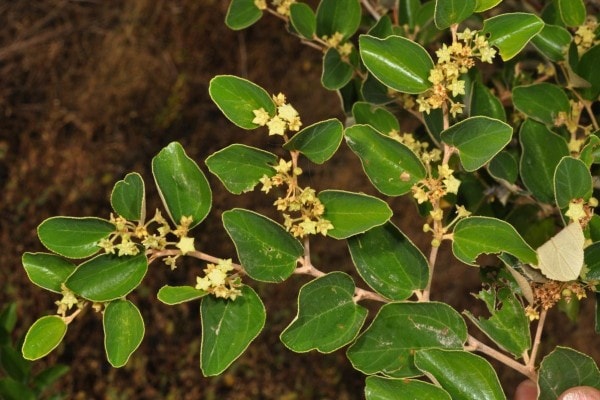 daun bidara