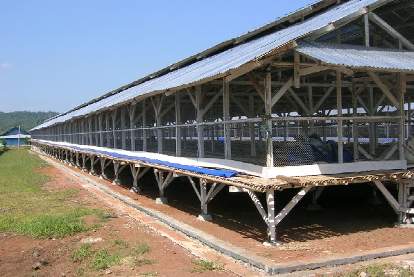 kandang ayam broiler terbuka