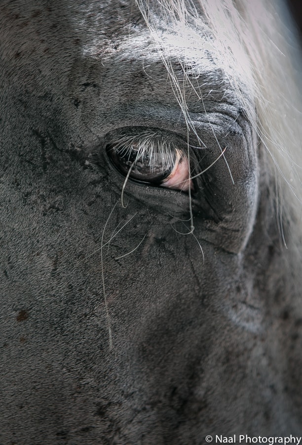 EQUESTRIAN BRIDAL PHOTO SESSION -  - NAAL PHOTOGRAPHY 9