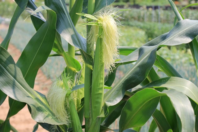 batang jagung