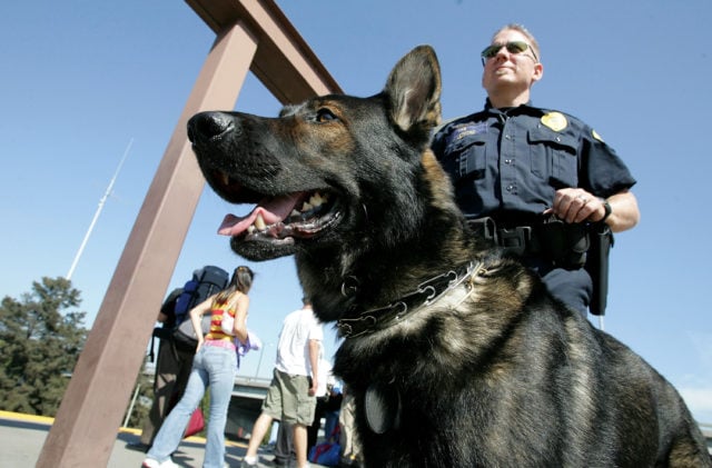 San Diego Sniffing Dogs Revealed Illegal Pots During an Inspection