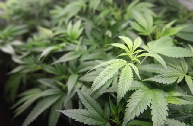 Pro and Anti Marijuana Debate Ensues in East Bay City