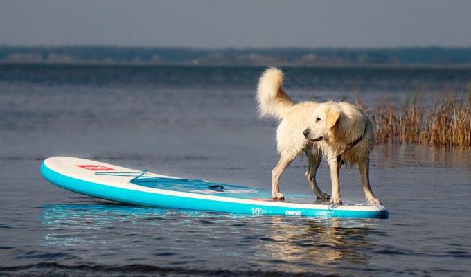 Inflatable paddle boards are great for dogs and humans. dog on an inflatable stand up paddle board on a lake