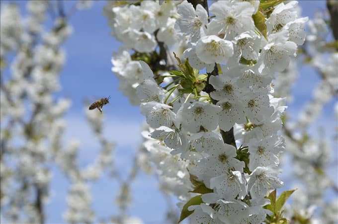 Red Hill Cherry Farm - Mornington Peninsula