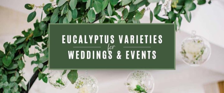 Why You’ll Want Fresh Eucalyptus in Your Wedding Decor Lifestyle-EucalyptusVarieties-blog