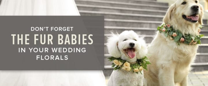 Six Ideas for Including Furry Friends in Your Wedding Lifestyle-FurBabies-blog