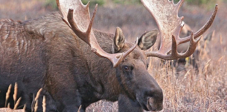 離乳食はジビエ、エルク肉