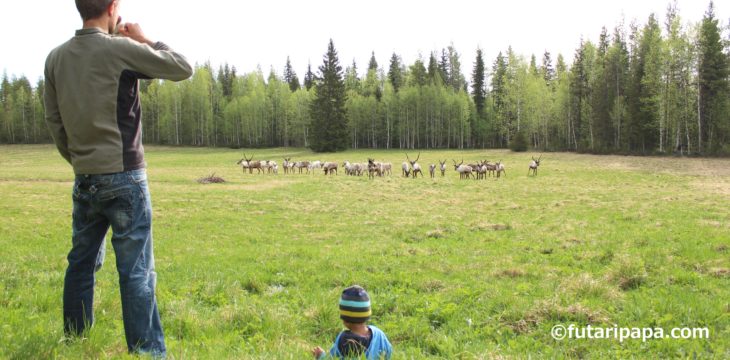 トナカイの大群と、芋畑と、初癇癪と。