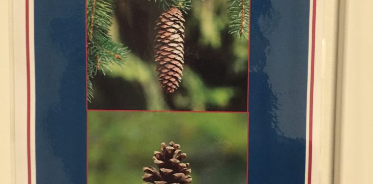 ??スウェーデンの幼稚園?? 3日目、だんだんと距離が伸びていく、きみとぱぱたち