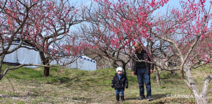 日本旅行記〜10日目〜 お墓まいり、梅、実家最後の夜