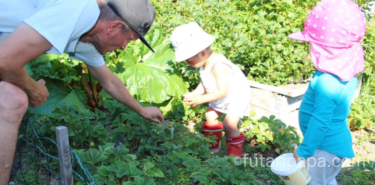 ファルモルのにんじんがたべたい〜！
