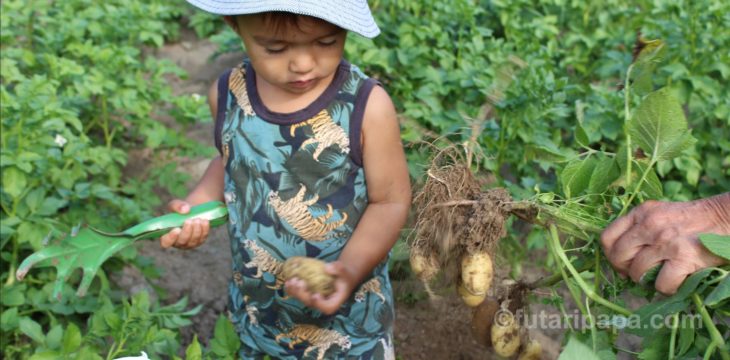 新じゃが、収穫。