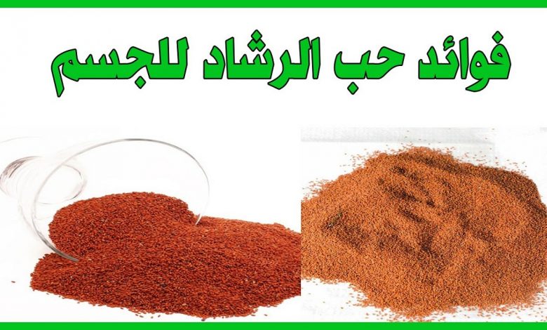فوائد حب الرشاد وطرق استخدامه مقالات منصة القارئ العربى