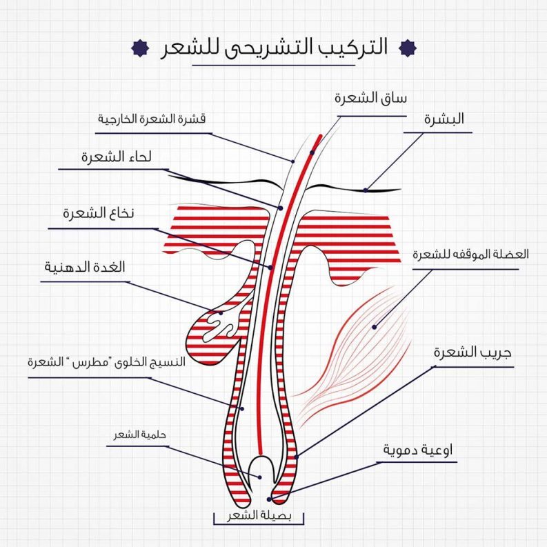 الصلع عند الرجال