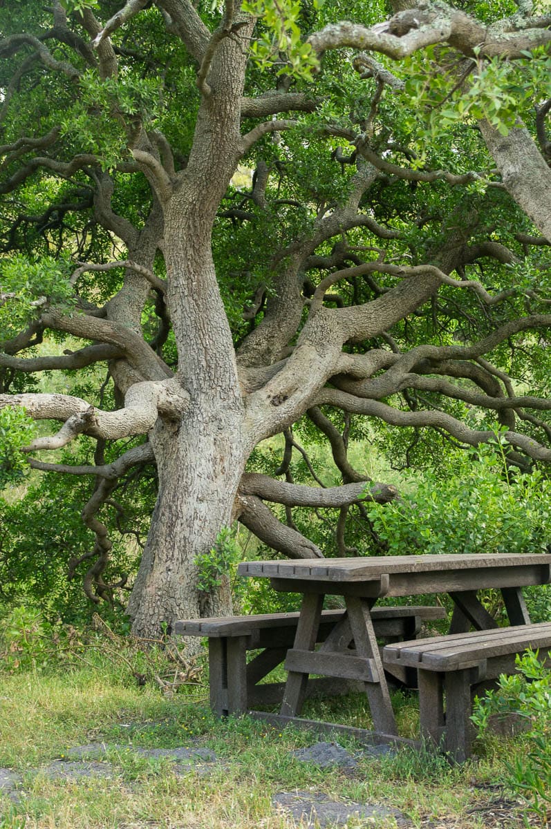 Fantastical Picnic Tree and picnic table