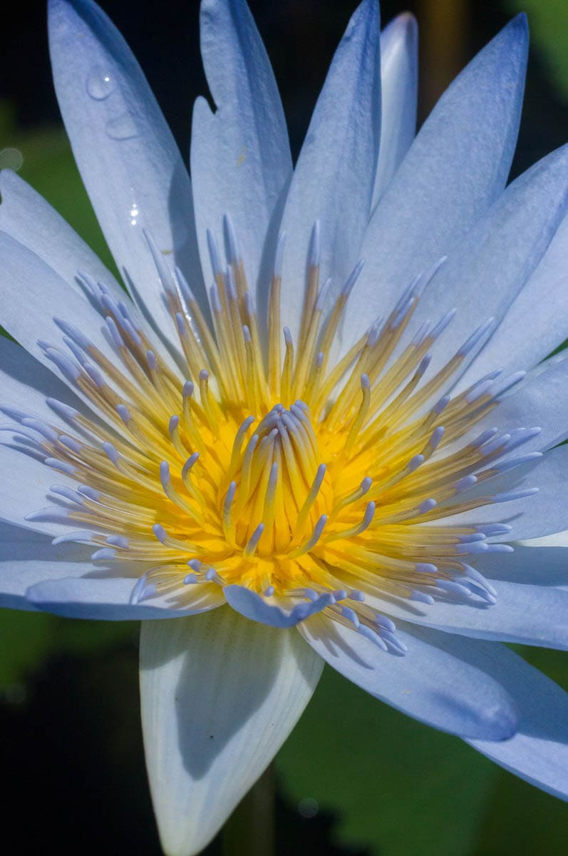 close-up of Nymphaea nouchali var. caerulea (Nymphaeaceae) Cape blue waterlily