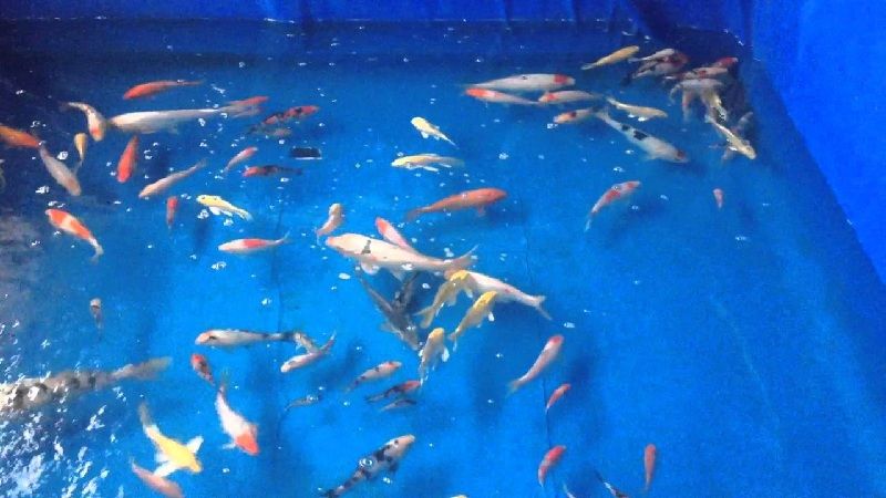 Budidaya ikan koi di kolam terpal