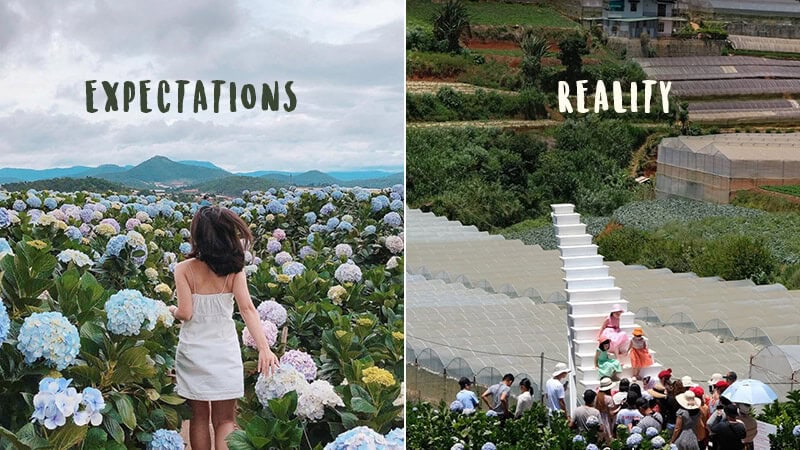 Photo of Hydrangea Flower Field in Da Lat Vietnam