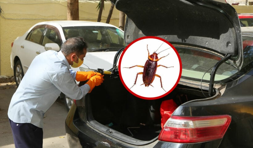 desinsectisation traitement cafard voiture