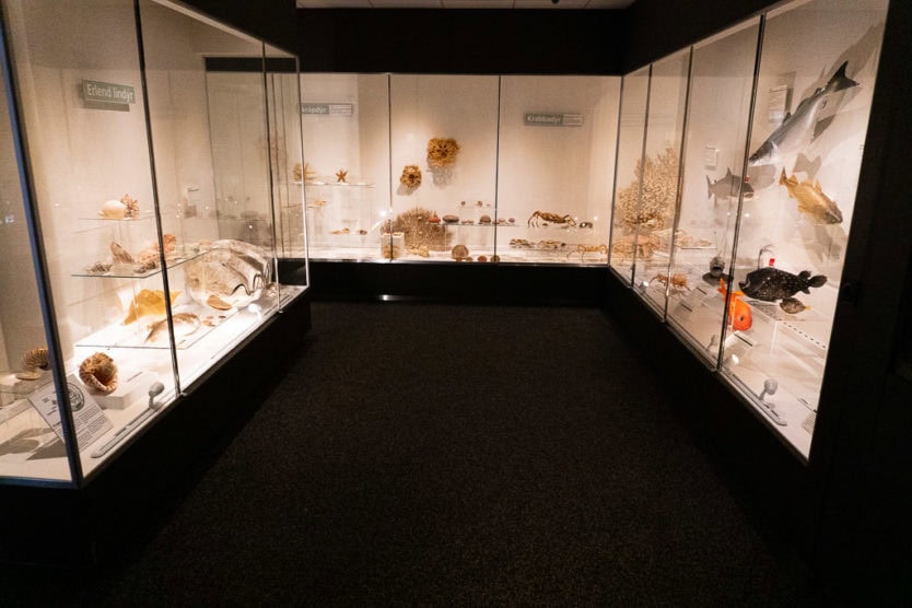 national history museum of Kopavagur - Icelandic animal display